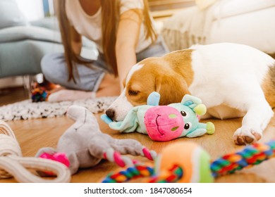 Little Dog At Home In The Living Room Playing With His Toys. Young Woman Play With A Dog.