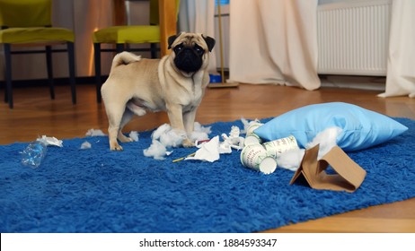 Little Dog At Home In The Living Room Playing With Staff. Adorable Beige Pug Dog Tearing Pillow Apart And Playing With Garbage Making Mess On Carpet In Living Room