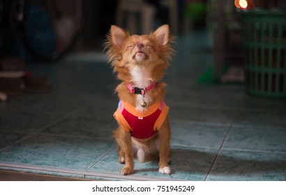 Little Dog Howling And Barking Wildly In Home