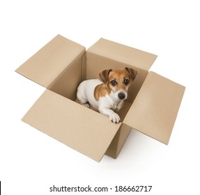 Little Dog Inside A Cardboard Box As A Gift Delivery. White Background. Studio Shot