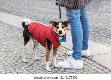 Little Dog Leash At Feet Of Mistress. Dog With Ukrainian Symbols In Heart Form