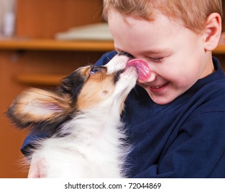 A little dog licking a boy's nose