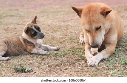 Little Dog Looking Big Dog Nibbles A Bone While Lying Field.