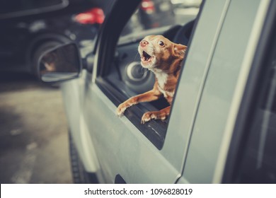 Little Dog Looking Out The Car Window At Parking Area And Barking, Vintage Filter Effect