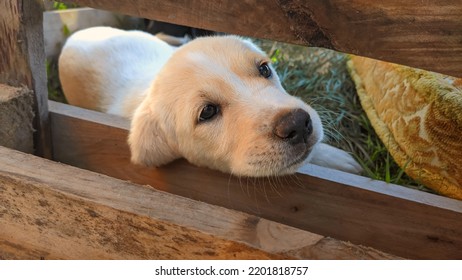 Little Dog Looks Over The Garden Fence