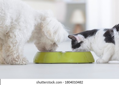 Kleine Hundemaltese und schwarz-weiße Katze, die zu Hause Futter aus einer Schüssel fressen