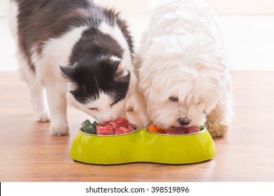 Little Dog Maltese And Black And White Cat Eating Natural, Organic Food From A Bowl At Home