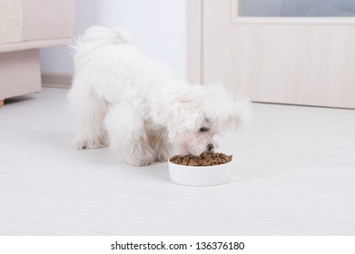 Little Dog Maltese Eating His Food From A Bowl In Home