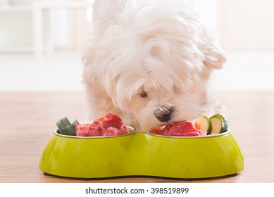 Little Dog Maltese Eating Natural, Organic Food From A Bowl At Home