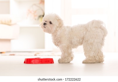 Little Dog Maltese Waiting For His Food In Home