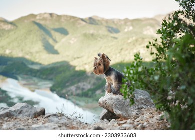 Little dog on the background of a mountain river. Courageous Yorkshire Terrier in nature