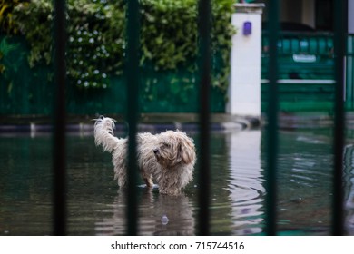 The Little Dog On The Day Of The Flood Home.