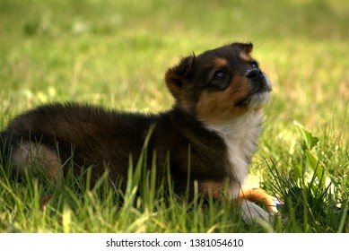 little dog on the grass looking up
