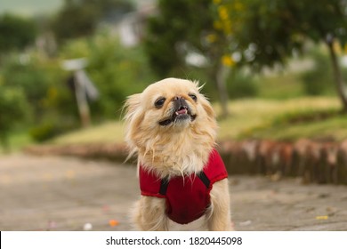 Little Dog Pekinese Gasping For Air