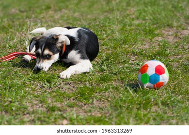 Little Dog Playing With Ball In Garden. Beautiful Little Puppy And A Ball. The Puppy Lies On The Lawn, Outside, On The Green Grass. Looks Sad. Home Or Homeless Animal