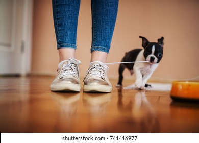 Little dog pulling laces of girls shoes in the house. Boston terrier.