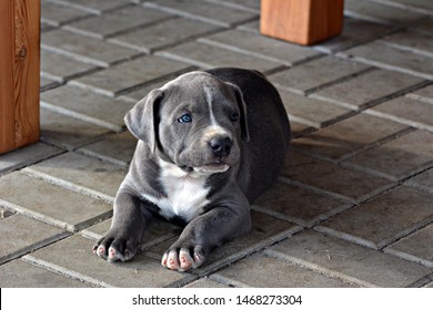 blue american bulldog