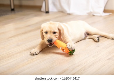 Little Dog Puppy At Home Playing With His Toys