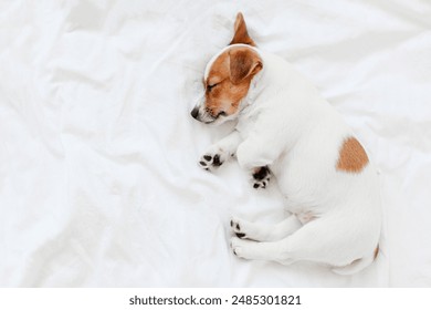 Little dog relaxing on dog bed at home. Adored Puppy sleeps on cozy modern bed, top view - Powered by Shutterstock