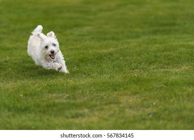 Little Dog Running In Garden