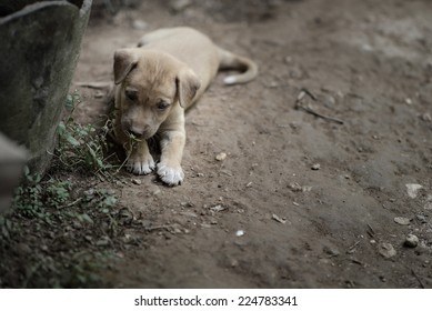 2,600 Pity puppies Images, Stock Photos & Vectors | Shutterstock