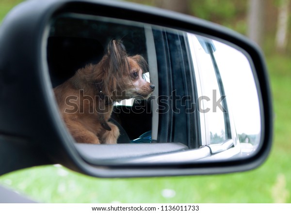 little dog sitting on the car seat and looking out\
the window