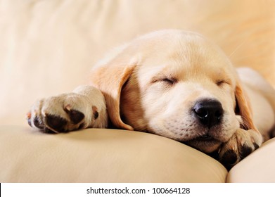 Little Dog Sleeping On Sofa