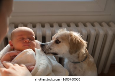 Little Dog Sniffs Baby Girl