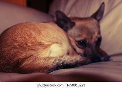 Little Dog Snuggled Up On The Couch 