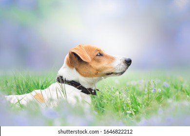 Little Dog Spends Time In The Park And Have Fun. A Beautiful Portrait Of A Jack Russell Terrier In Profile Amid A Beautiful Spring Landscape.