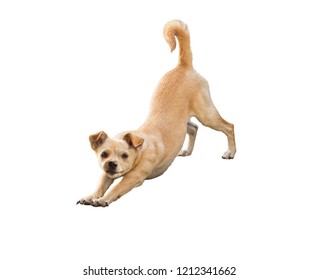 Little Dog Is Stretching, Like Doindg Adho Mukha Shvanasana Yoga Asana. Portrait Of Pet Isolated On White Background.