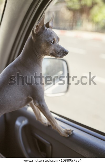\
little dog is traveling in the car looking out\
the window