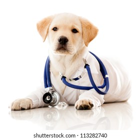 Dog Doctor Images, Stock Photos 