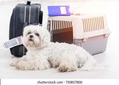 little dog waiting at the airport after a long journey with airline cargo pet carrier and his owner luggage in the background