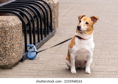 The Little Dog Is Waiting For Its Owner. The Dog Is Tied Up At The Entrance To The Store. The Animal Is Shivering From The Cold And Carefully Looks At The Exit From The Store