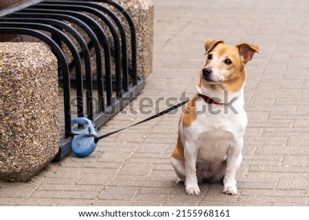 The little dog is waiting for its owner. The dog is tied up at the entrance to the store. The animal is shivering from the cold and carefully looks at the exit from the store