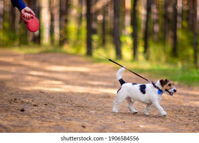 Little Dog Walking On A Leash In A Summer Park