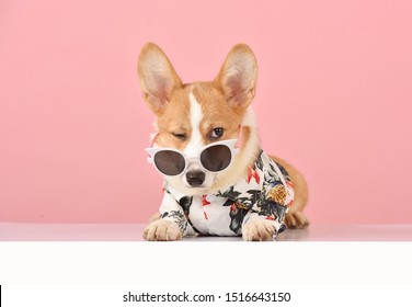 little dog wear sun glass