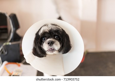 dog lampshade