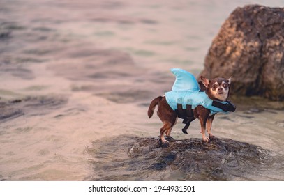 Little Dog Wearing Shark Shape Swimming Suit For Safe Swimming, Standing In The Sea.