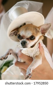 Little Dog In A Wedding Clothes