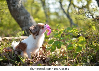 Little Dog In The Woods Sniffing A Peony Flower