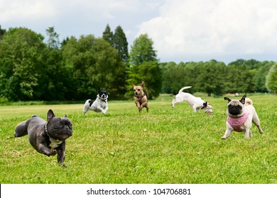 Little Dogs In The Park