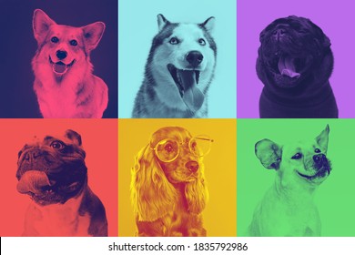 Little dogs are posing and looking in the camera. Cute doggies or pets are happy. The different purebred puppies. Creative collage isolated on multicolored studio background. Front view. Duotone