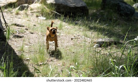 Little domestic pet dog barks in the woods in a meadow. Small cute dog in collar. Pets in nature