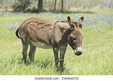 31 Standard donkey Images, Stock Photos & Vectors | Shutterstock