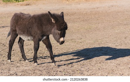 37 Donkey bangs Images, Stock Photos & Vectors | Shutterstock