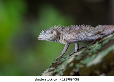 Little Dragon With Closed Eyes On A Tree Branch