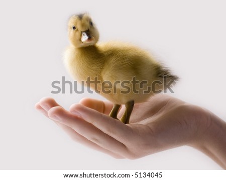 Similar – small chicken Life Easter