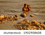 Little duckling swimming in the shallow water near the stony shore of the lake Kuchajda